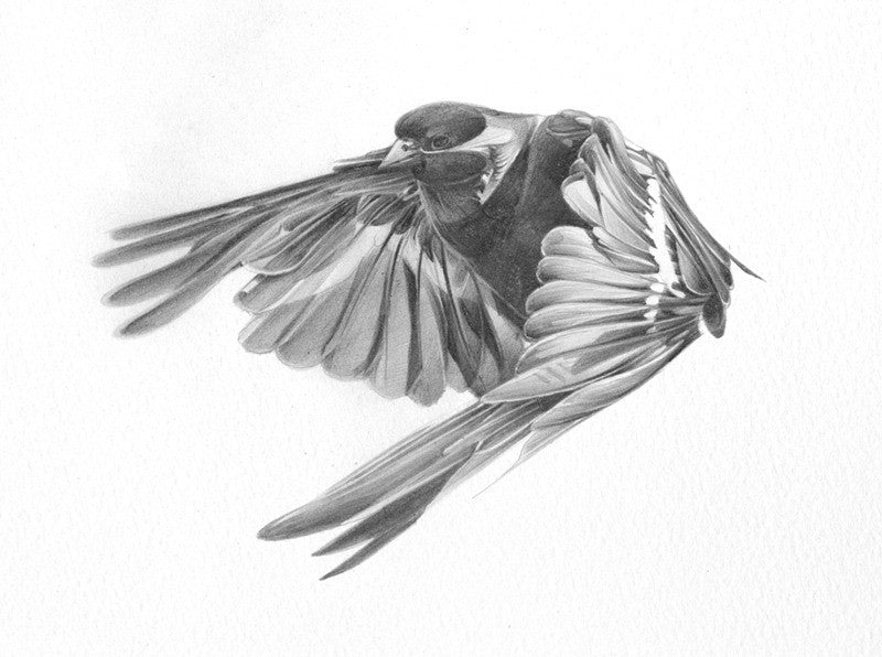 Bird 02 ( Giclee Print ) screen prints and original art by London artist Von — www.shopvon.com