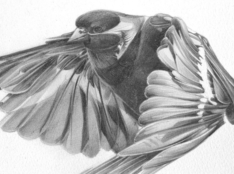 Bird 02 ( Giclee Print ) screen prints and original art by London artist Von — www.shopvon.com