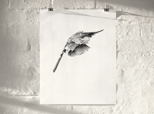 Bird 14 ( Giclee Print ) screen prints and original art by London artist Von — www.shopvon.com
