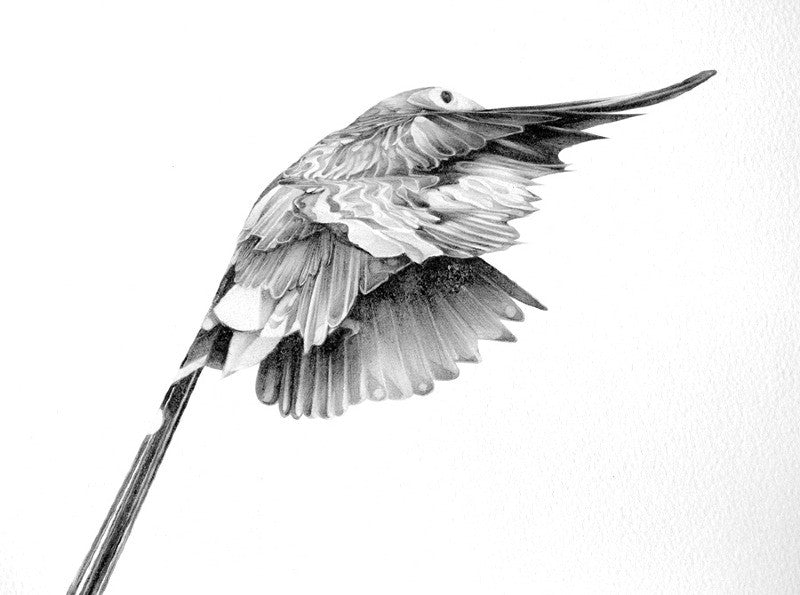 Bird 14 ( Giclee Print ) screen prints and original art by London artist Von — www.shopvon.com