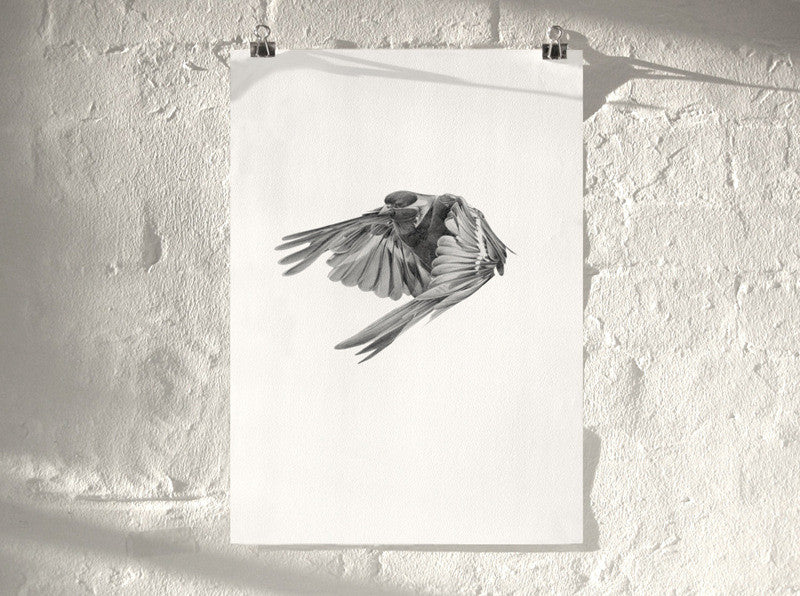 Bird 02 ( Giclee Print ) screen prints and original art by London artist Von — www.shopvon.com