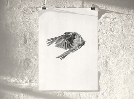 Bird 02 ( Giclee Print ) screen prints and original art by London artist Von — www.shopvon.com