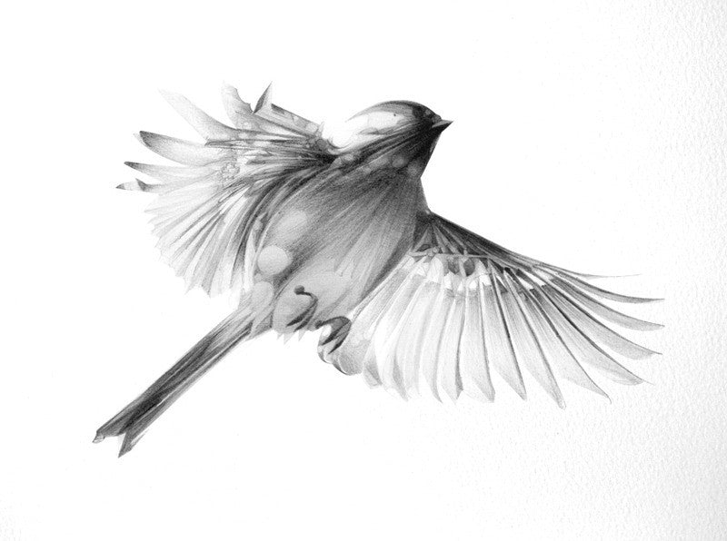 Bird 08 ( Giclee Print ) screen prints and original art by London artist Von — www.shopvon.com